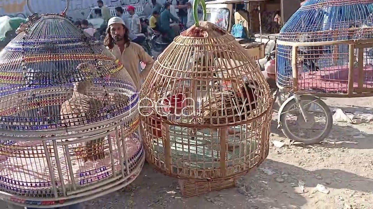 Lalukhet teetar Market Sunday 08-03-26| لالو کھیت تیتر منڈی کالا تیتر ایرانی تیتر دکنی تیتر 