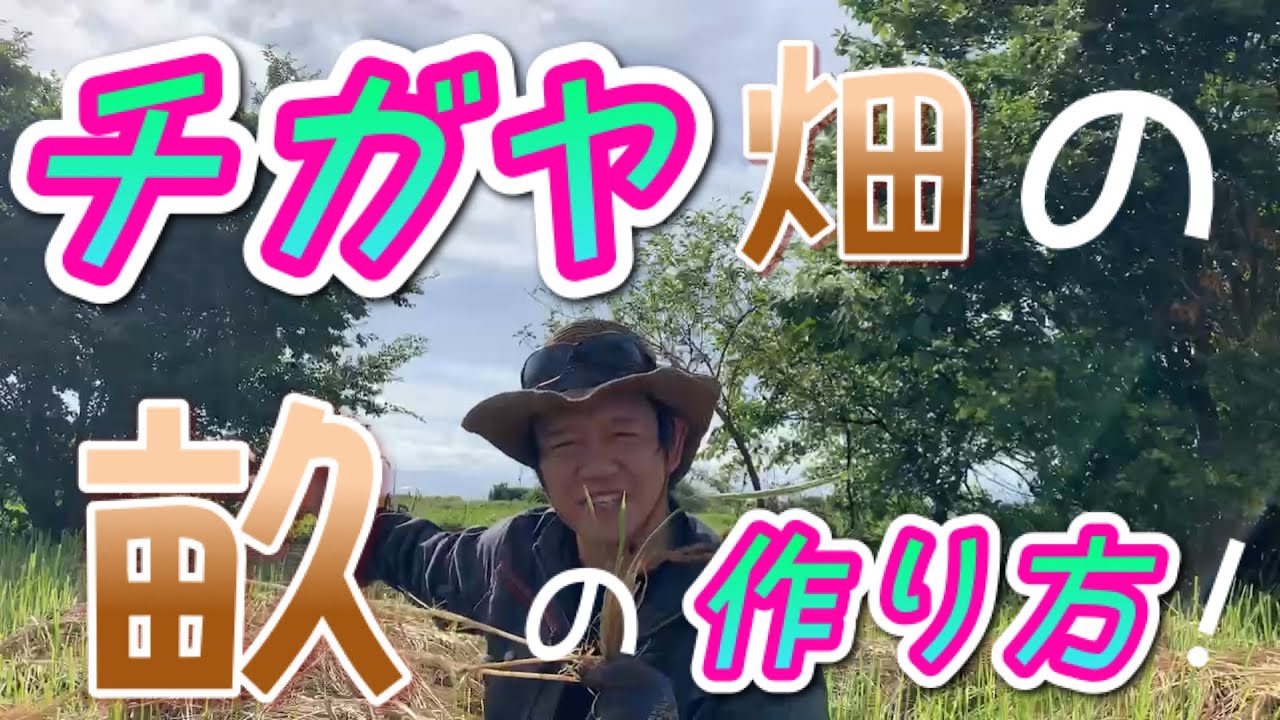 自然農！チガヤが生えてる畑！畝の作り方！✨🌱