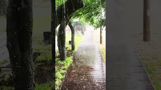 ☔거센 수퍼 천둥과 빗줄기 쏟아져 힐링되는 나무데크 산책길의 스트레스 해소 폭우 빗소리 thunderstorms and rainstorms #shorts 💦 #rainsounds