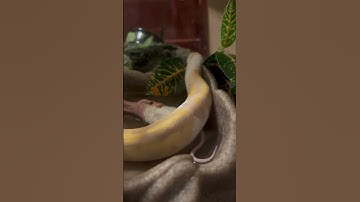 Feeding Ball Python