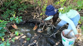 Lucky Day - I Found Giant Mud Crabs under Trees at Sea Swamp after Water Low Tide