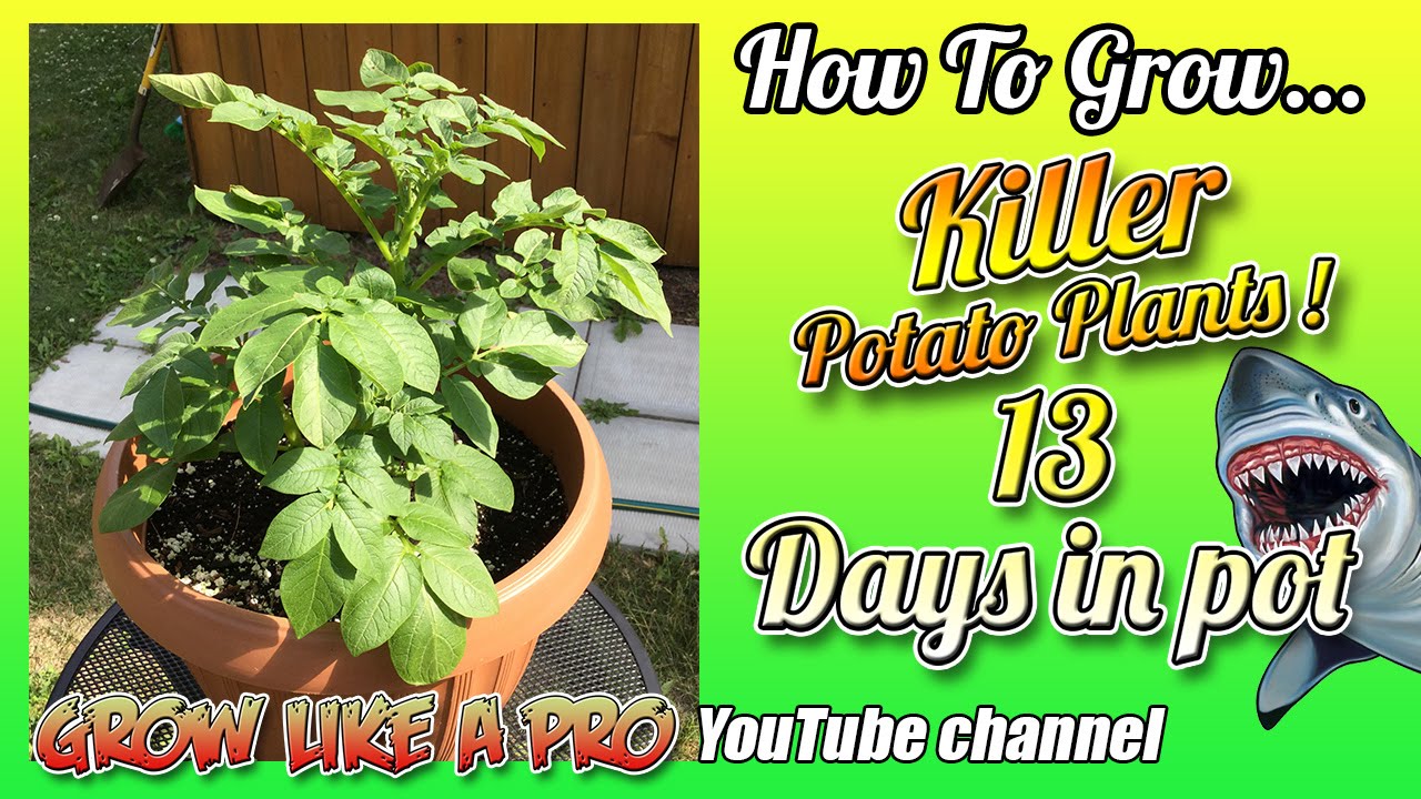 How To Grow A Potato Plant In A Pot Update 3 