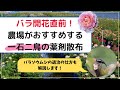 【病害虫予防】バラ農場がオススメする薬剤散布【活力UP】