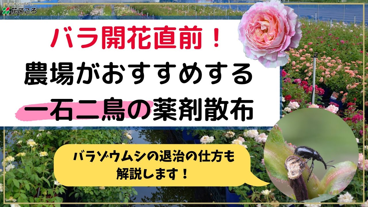 病害虫予防 バラ農場がオススメする薬剤散布 活力up Youtube