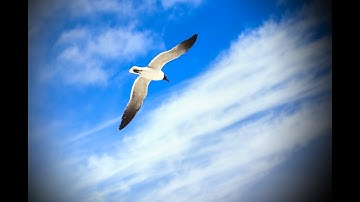 Toolwiz Photos Tutorial - how to use target and vignette effect