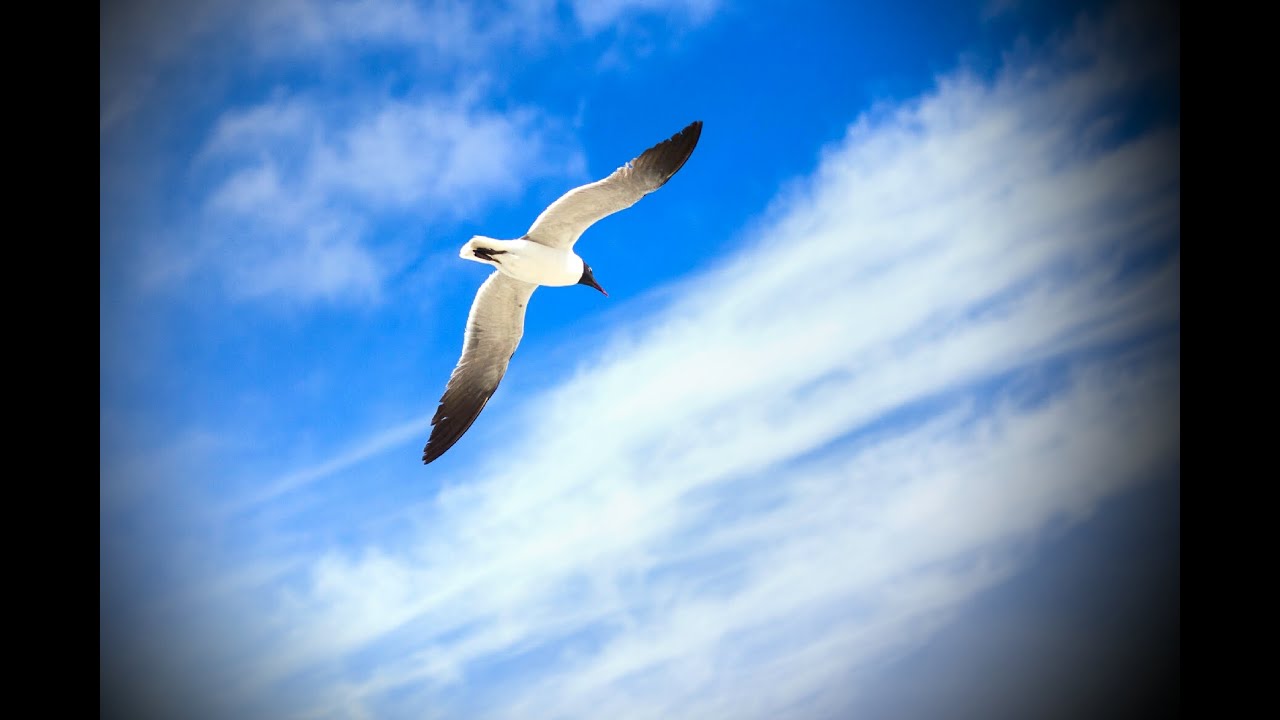 Toolwiz Photos Tutorial - how to use target and vignette effect