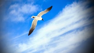 Toolwiz Photos Tutorial - how to use target and vignette effect screenshot 3