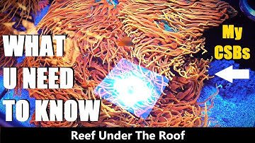 Learn EVERYTHING about Bubble Tip Anemone Husbandry in under 15min.