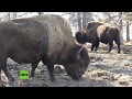 Rusia recibe 30 bisontes procedentes de Canadá