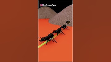 why do u ants walk straight line 3d animation #