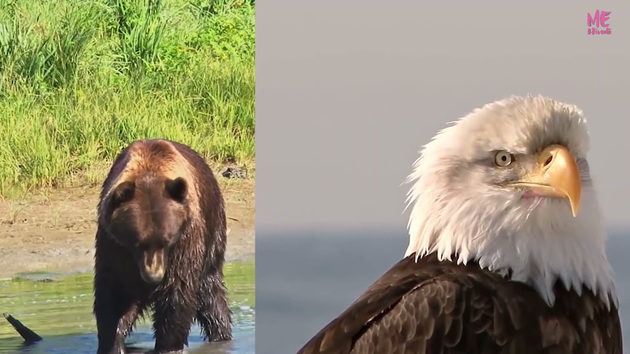 Best Eagle Attacks Caught on Camera!