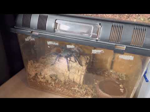 I hope she pulls through. Temporary enclosure