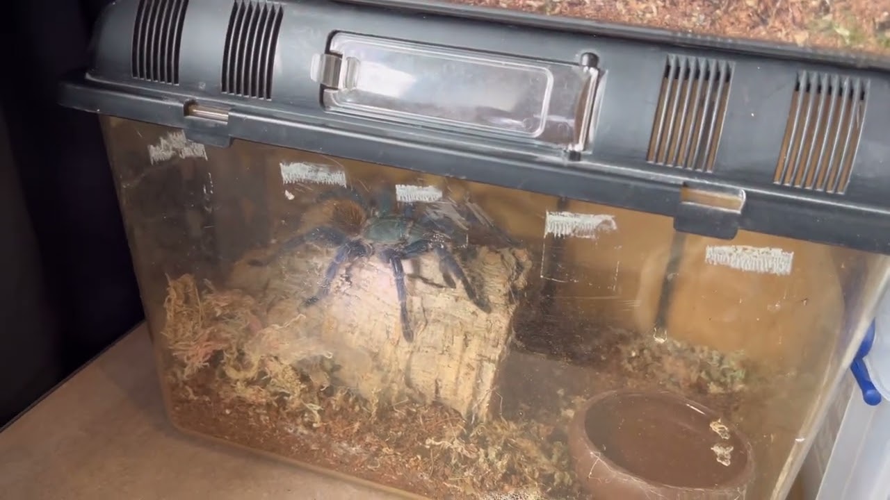 I hope she pulls through. Temporary enclosure