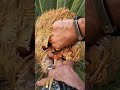 بذور السيكاس نوع من الفواكه