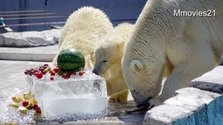 ホッキョクグマに氷のプレゼント１