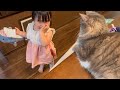 イタズラをする二歳児に教育的指導をする猫　ノルウェージャンフォレストキャット　A cat gets angry at a two-year-old&#39;s prank