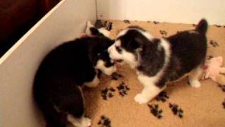 badgers pups 3 weeks old.AVI