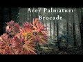 The exquisite beauty of acer palmatum brocade japanese maple