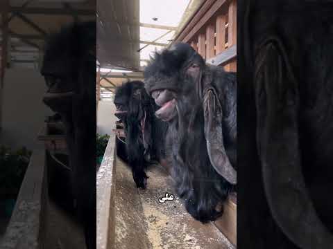 هذه الحيوانات التي خلقها الله مرعبة رب اها البشر بطرق طبيعية والأخير صادم معلومات الظروف 