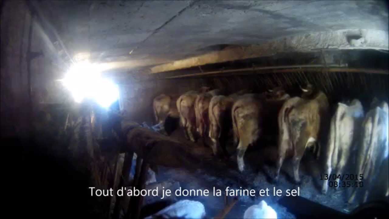 [gopro] le soin des vaches