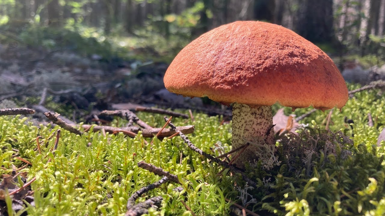 Mushroom Picking Manitoba Canada YouTube