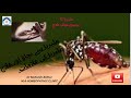 What Is Malaria Symptoms Causes And Treatment ملیرا ایک جان لیوا بیماری Dr Mehwish Akhter 