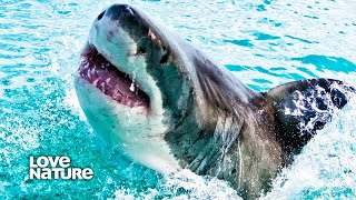 Everything You Should Know About Sharks | Sharks: The Big Five