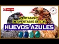 🧑‍🍳REVELADO el MISTERIO de los HUEVOS AZULES 💥/ VENTAJAS Y DESVENTAJAS 🌝