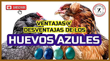 ¿Son seguros los huevos azules?