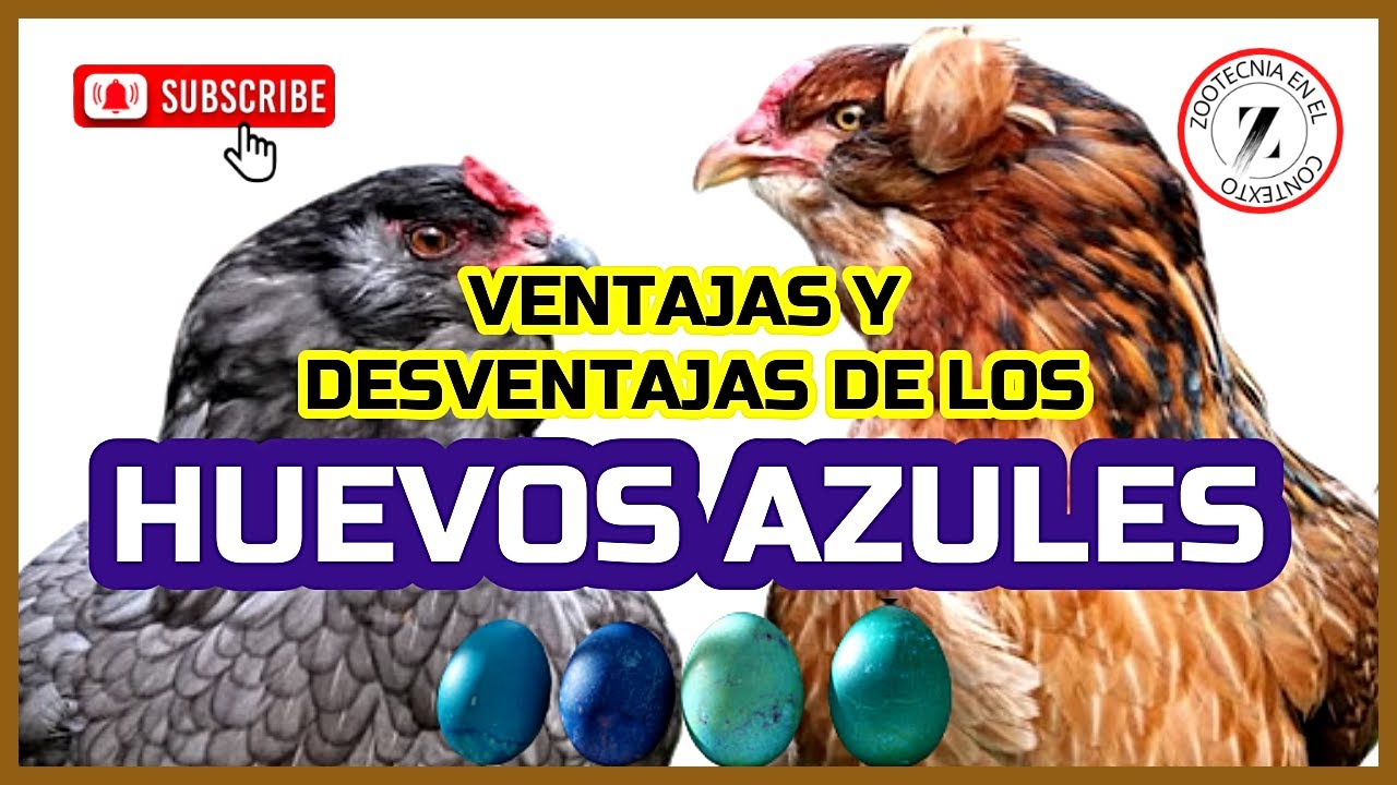 Por que las gallinas ponen huevos