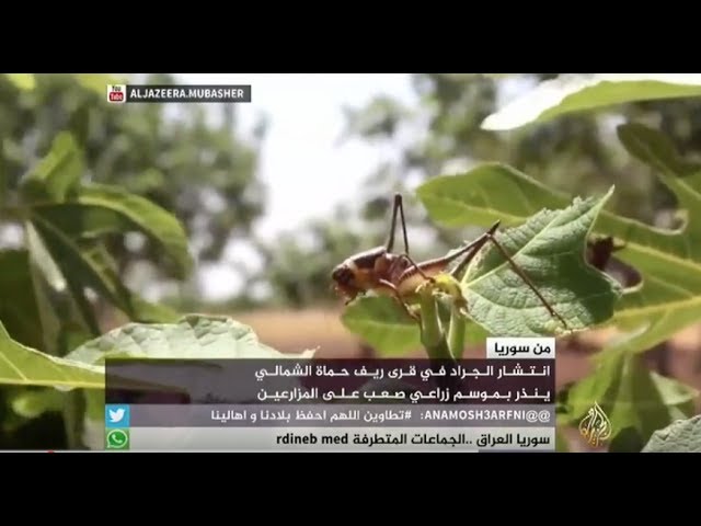 انتشار الجراد في قرى ريف حماة الشمالي ينذر بموسم زراعي صعب على المزارعين