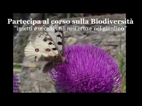 Video: Nutrire la fauna selvatica in inverno: aiutare la fauna selvatica a svernare nel tuo giardino