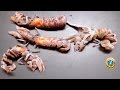 MIRA Cómo Encarnar la MARUCHA en el ANZUELO, un Cebo de PESCA Irresistible 【Ghost Shrimp】