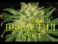 Репортаж о выращивание конопли