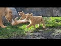 今日も元気いっぱい!解説入り「ライオンの三つ子姉妹たち」🦁🦁🦁【旭山動物園】