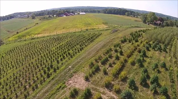 Start Making Big Money Growing Trees for Profit