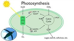 Photosynthesis:  Fun in the Sun