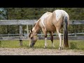 Meet the Mares - 2025 Foaling Season
