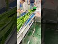 One-stop Solutions Help Increase The Value Of Pandan Leaves#washingmachine #cuttingmachines