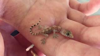 Baby House Gecko