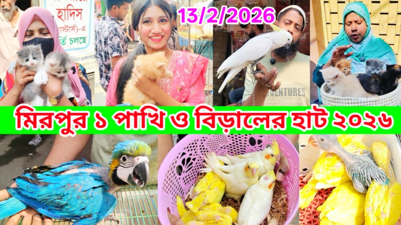 mirpur 1 pakhir hat location | Mirpur 1 Biraler hat | Mirpur 1 Pakhir hat | Cat price in Bangladesh 