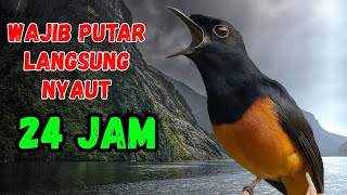 PANCINGAN MURAI BATU GACOR SANGAT AMPUH BUAT PANCINGAN BURUNG MURAI AGAR BUNYI GACOR EMOSI