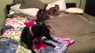 HARLEM SHAKE (Cat Version)