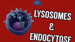 04- Lysosomes Et Endocytose