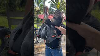 Download Lagu BELI BURUNG RUAK-RUAK DI BATUBARA ‼️ MP3