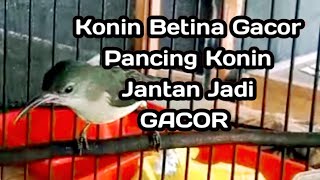 Suara Konin Betina memanggil konin Jantan...putar 2 menit auto nyahut