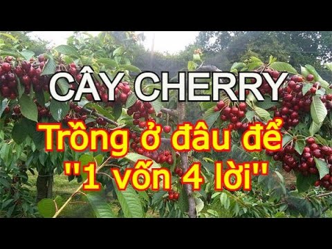 Video: Cherry Lyubskaya: Mô Tả Và đặc điểm Của Giống, ưu Nhược điểm, đặc điểm Trồng Và Chăm Sóc + ảnh Và đánh Giá