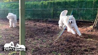 久しぶりに軽トラさんと対決したアランです　Great Pyrenees　グレートピレニーズ