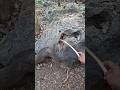 What animal is this that flies straight away??? #shortvideo #nature