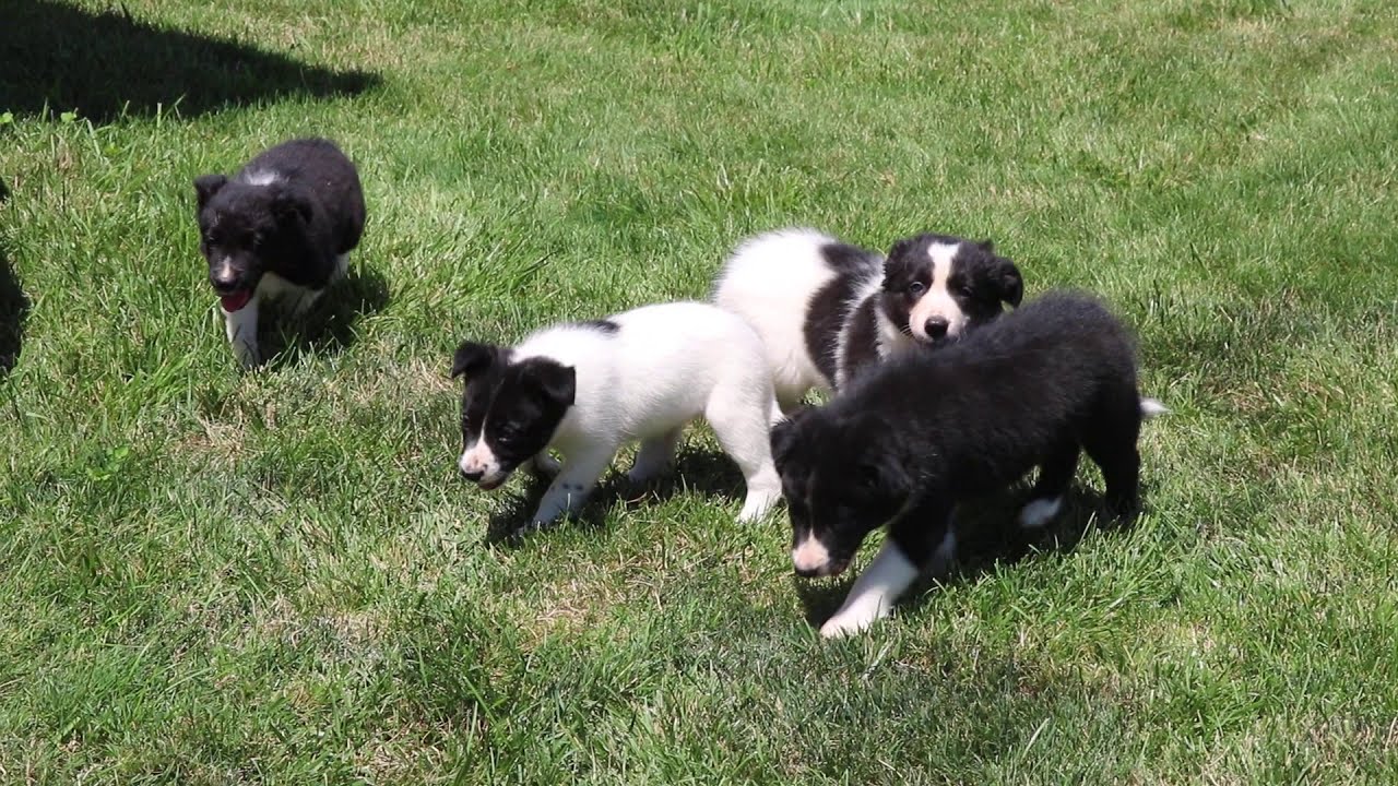 Border Collie Puppies For Sale YouTube